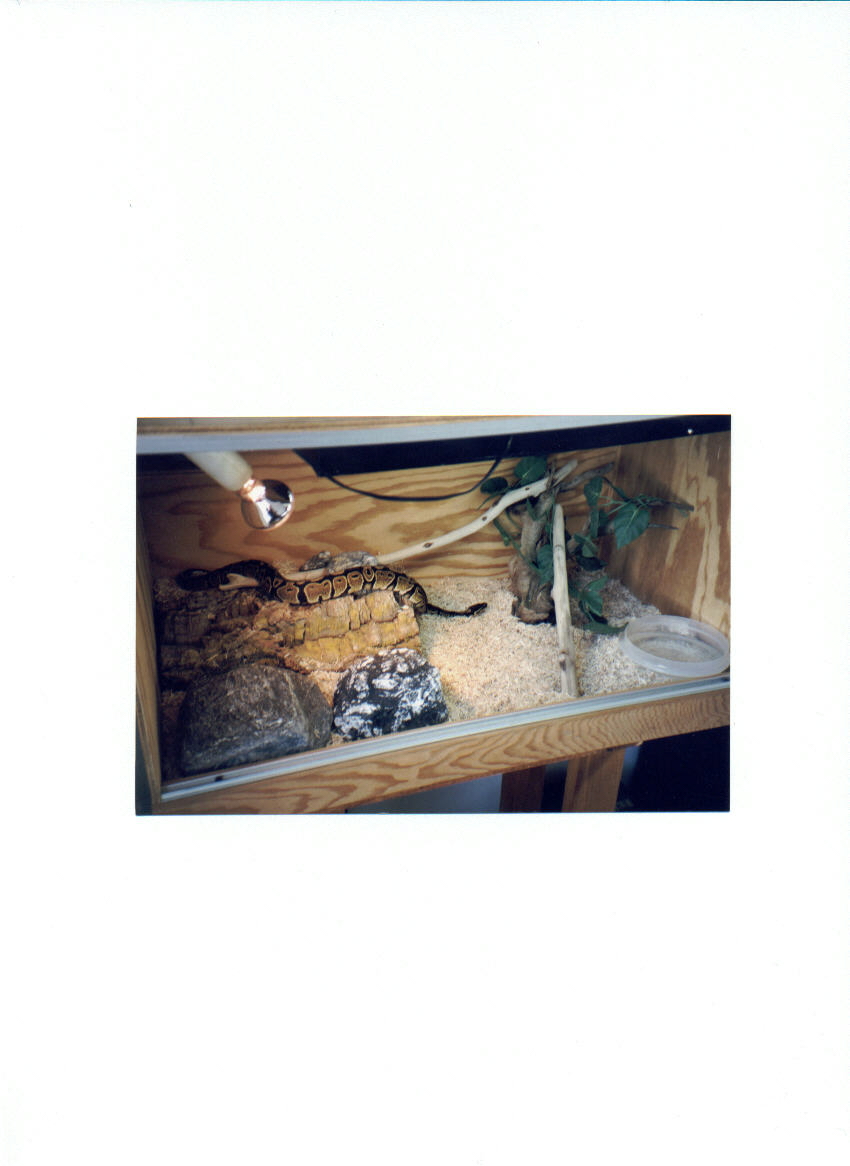 BP (Python regius)