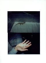 Crocodile Gecko