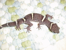 Female Chinese Cave gecko