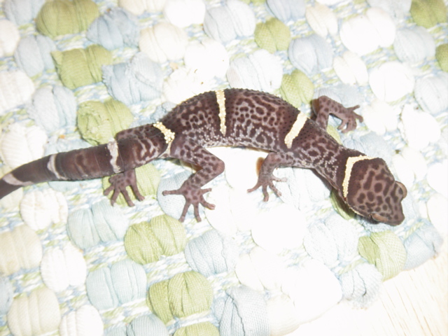 Female Chinese Cave gecko
