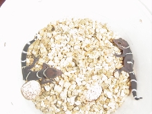 Captive born baby Chinese Cave geckos