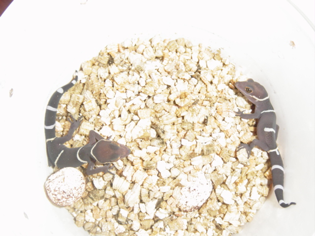 Captive born baby Chinese Cave geckos