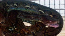 retic hiss