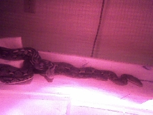 retic trio