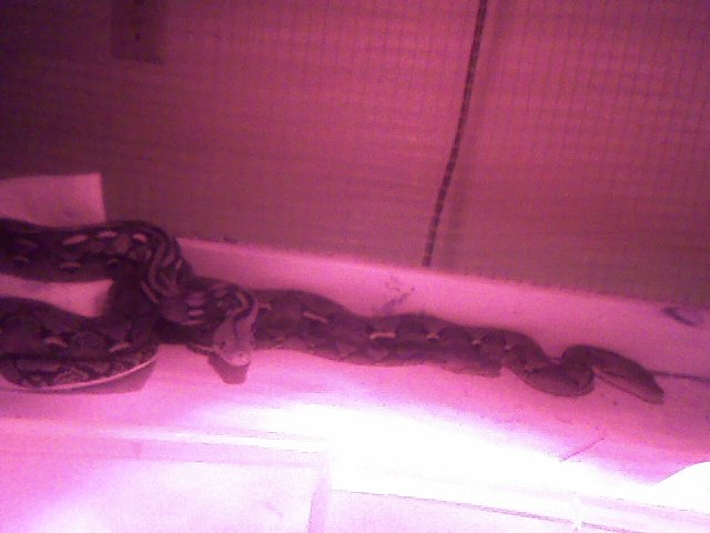 retic trio