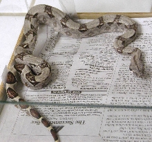 My new little boa from the show