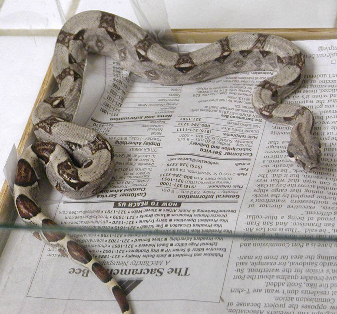 My new little boa from the show