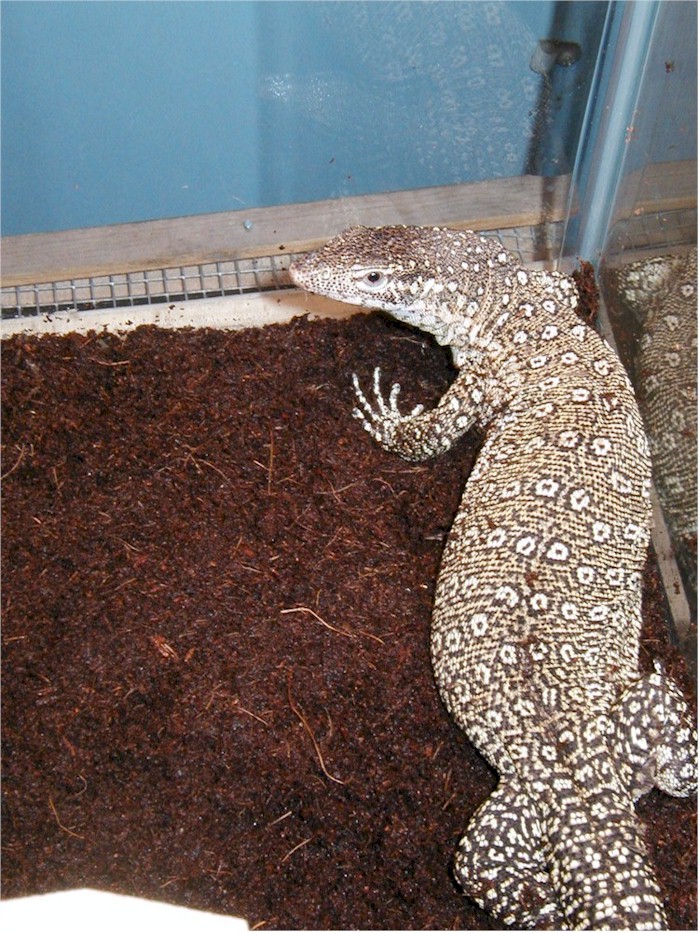 Female "Yellow Spot" Timor