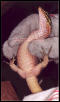 Female Kisar