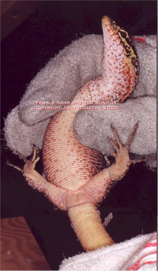 Female Kisar
