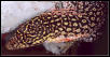 Female Kisar monitor