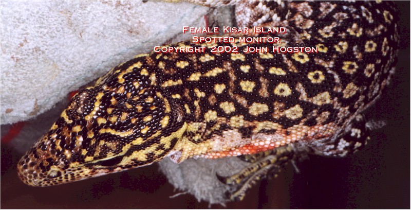 Female Kisar monitor