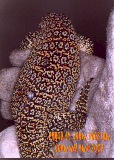Big Roti Male