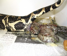 Longicauda live birth