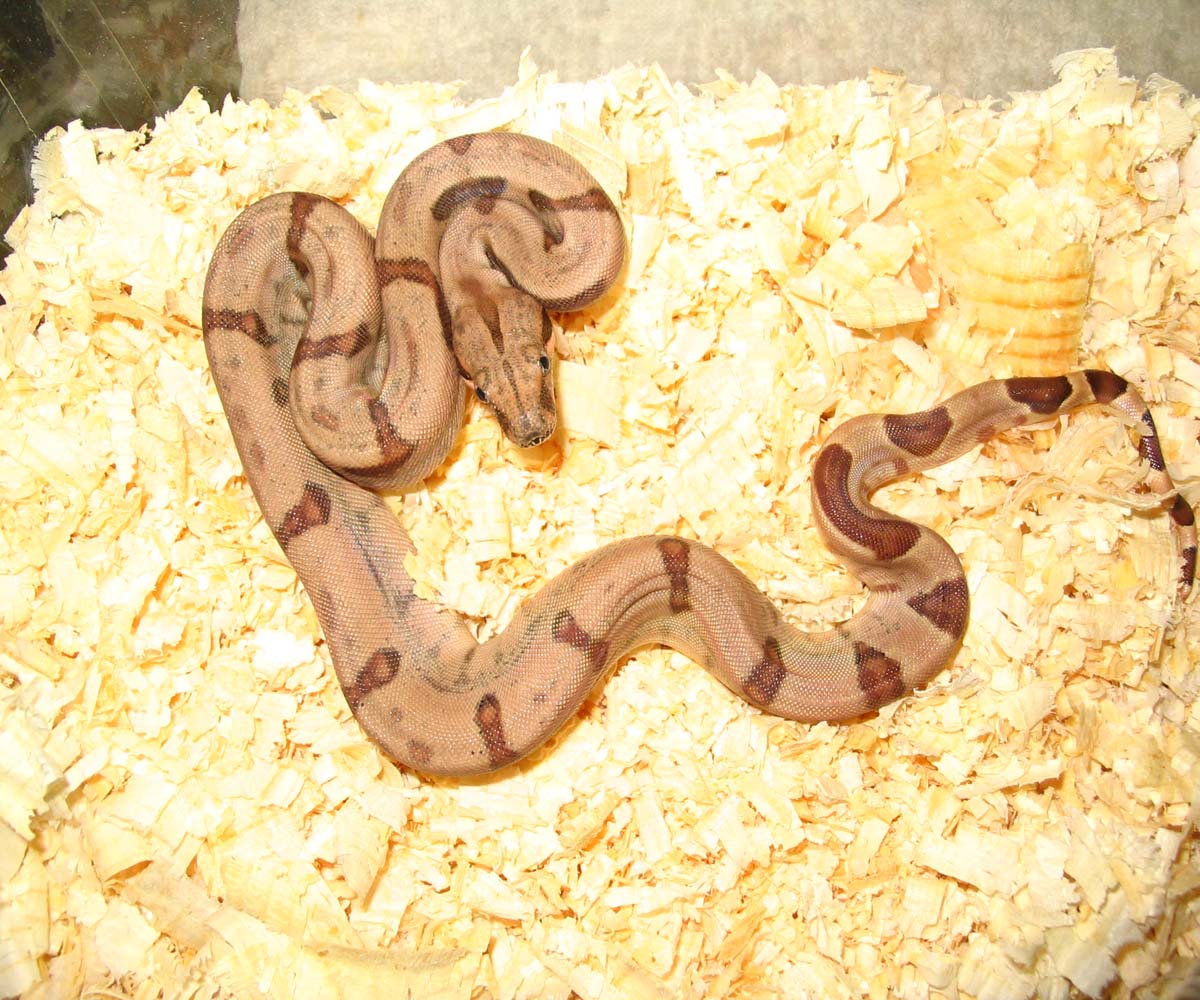 Fe Hypo