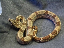 Hypo Honduran
