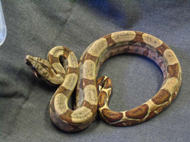 Hypo Honduran