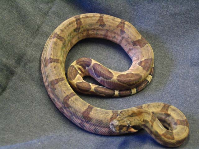 Hypo Honduran