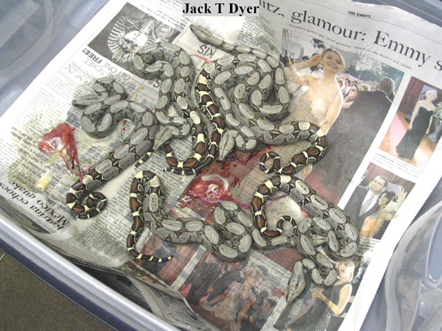 05 peruvian clutch