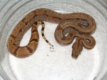 M  Hypo