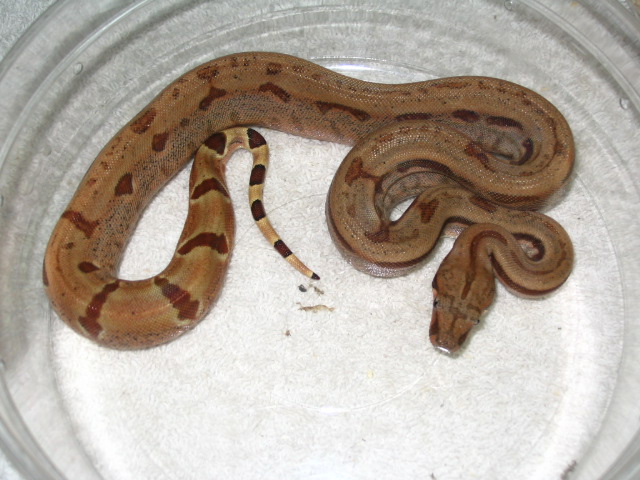 M  Hypo
