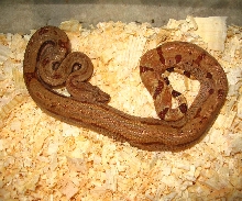 Male Hypo #18