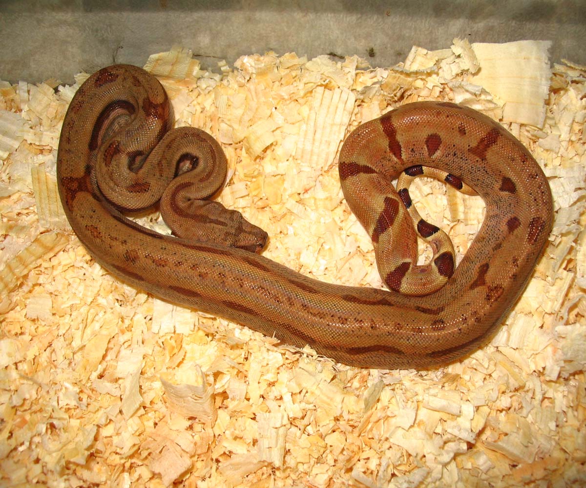 Male Hypo #18