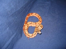 Hypo Honduran