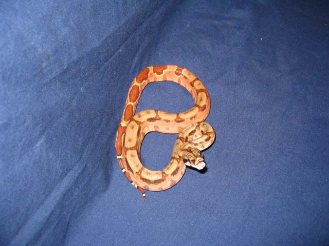 Hypo Honduran