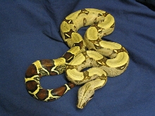 yearling peruvian
