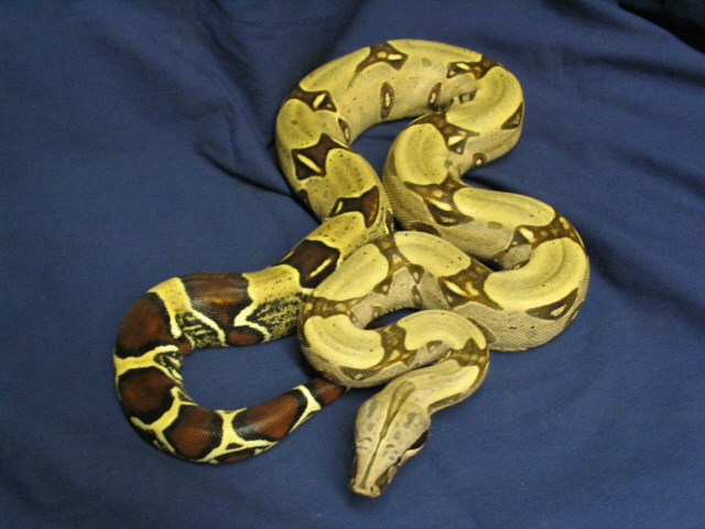 yearling peruvian