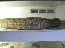 ovulating  hypo