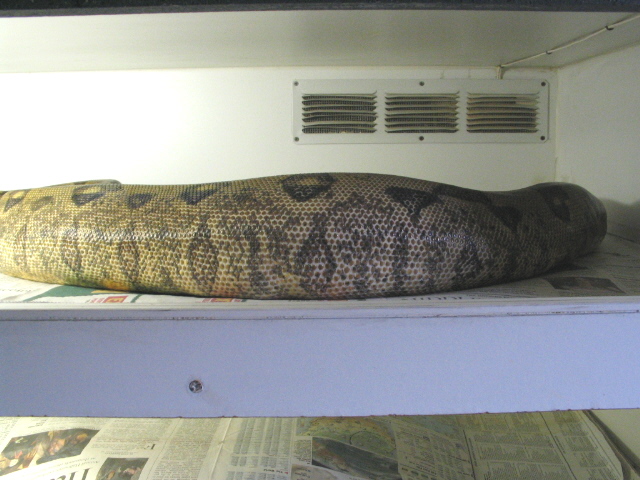 ovulating  hypo