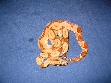 Hypo Honduran