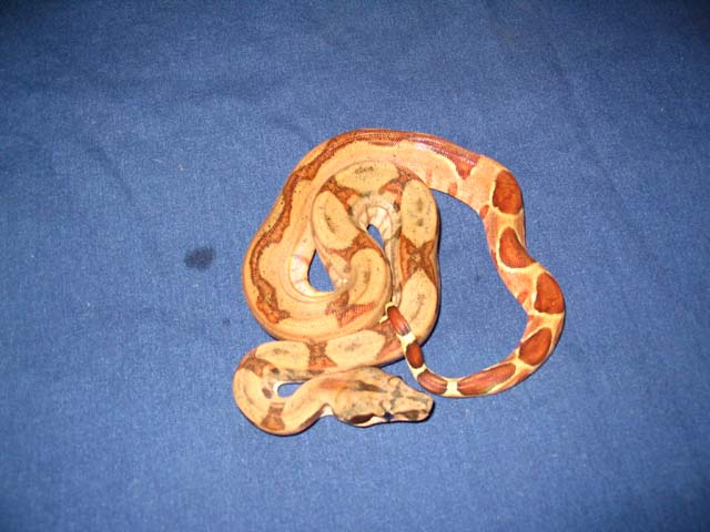 Hypo Honduran