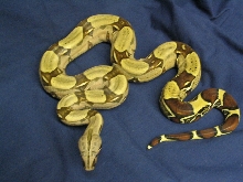 male yearling peruvian