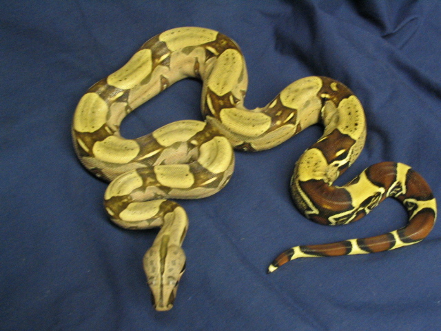 male yearling peruvian