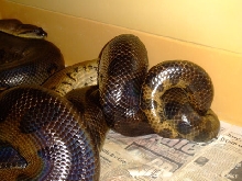 Green Anacondas Breeding