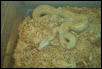 Albino Boa