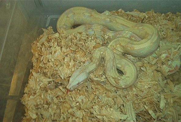 Albino Boa