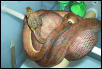 Gravid Amazon