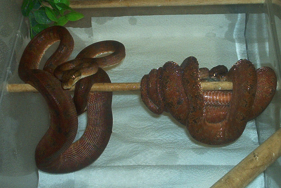 Male and Gravid female