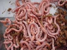 08 Creamsicle Corns (Stripes, Motley, and Hets)