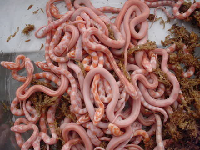 08 Creamsicle Corns (Stripes, Motley, and Hets)