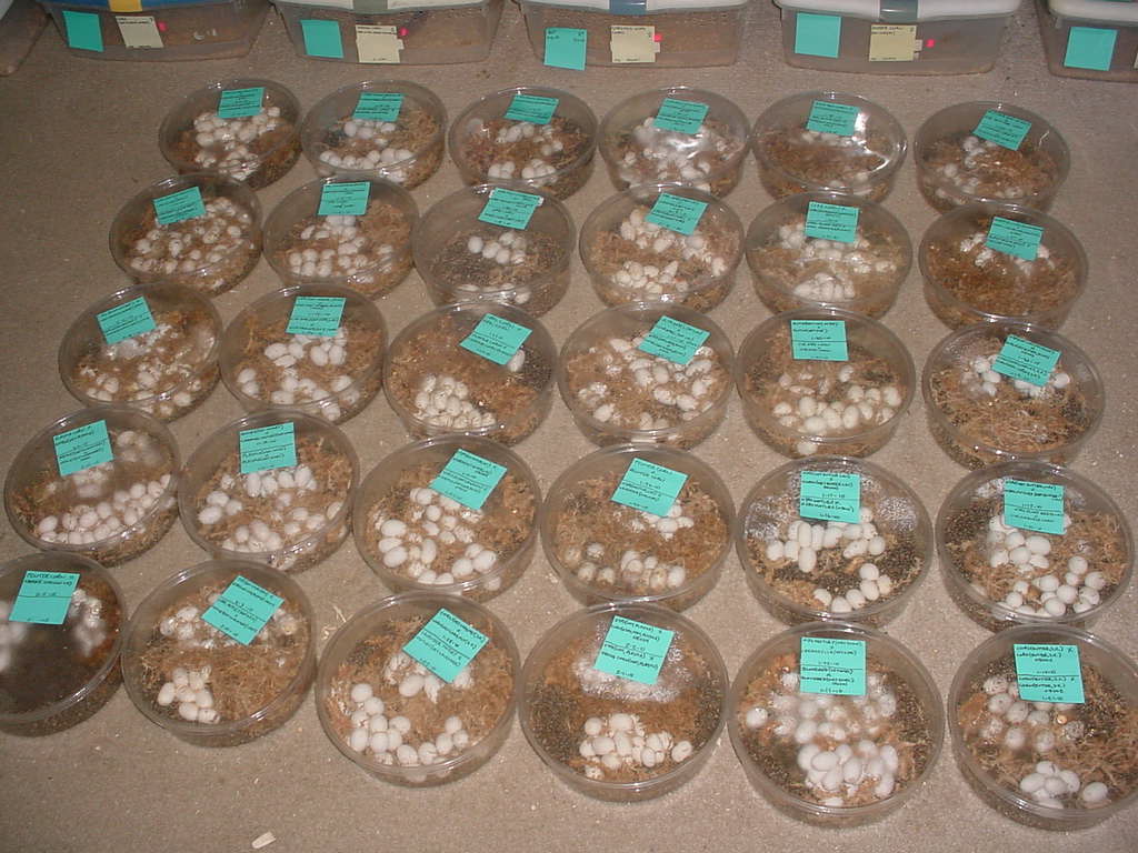 EGGS 2010