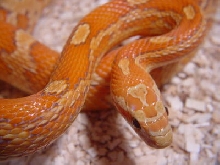 Cinnamon