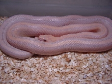 Striped Hypo Lavender