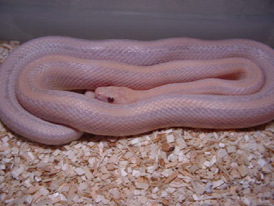 Striped Hypo Lavender
