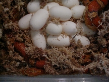 EGGS!