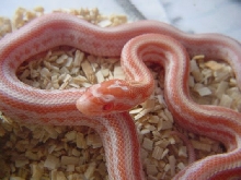 Tessera Creamsicle Corn